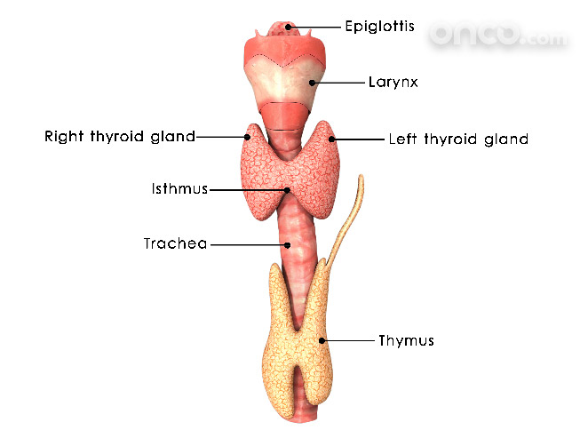 Graphic representation of throat anatomy