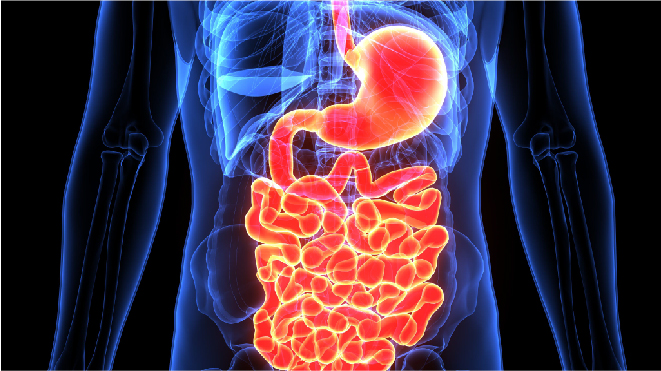 Picture of a large intestine being highlighted