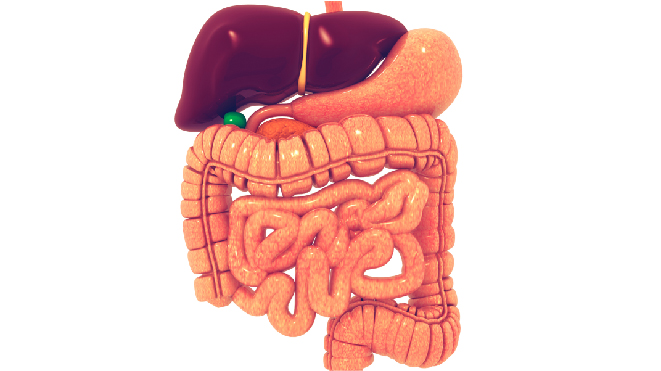 Picture of a digestive system in a human
