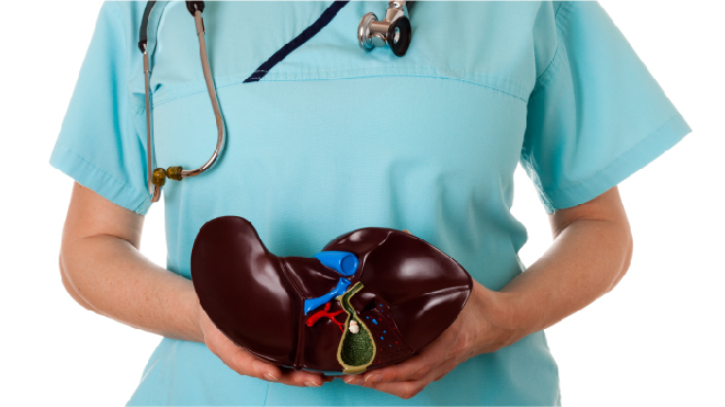 Picture of a nurse holding a 3D gallbladder