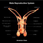 Anatomy of a reproductory system of a male