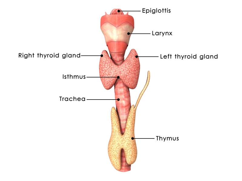 Picture of a labelled thyroid gland