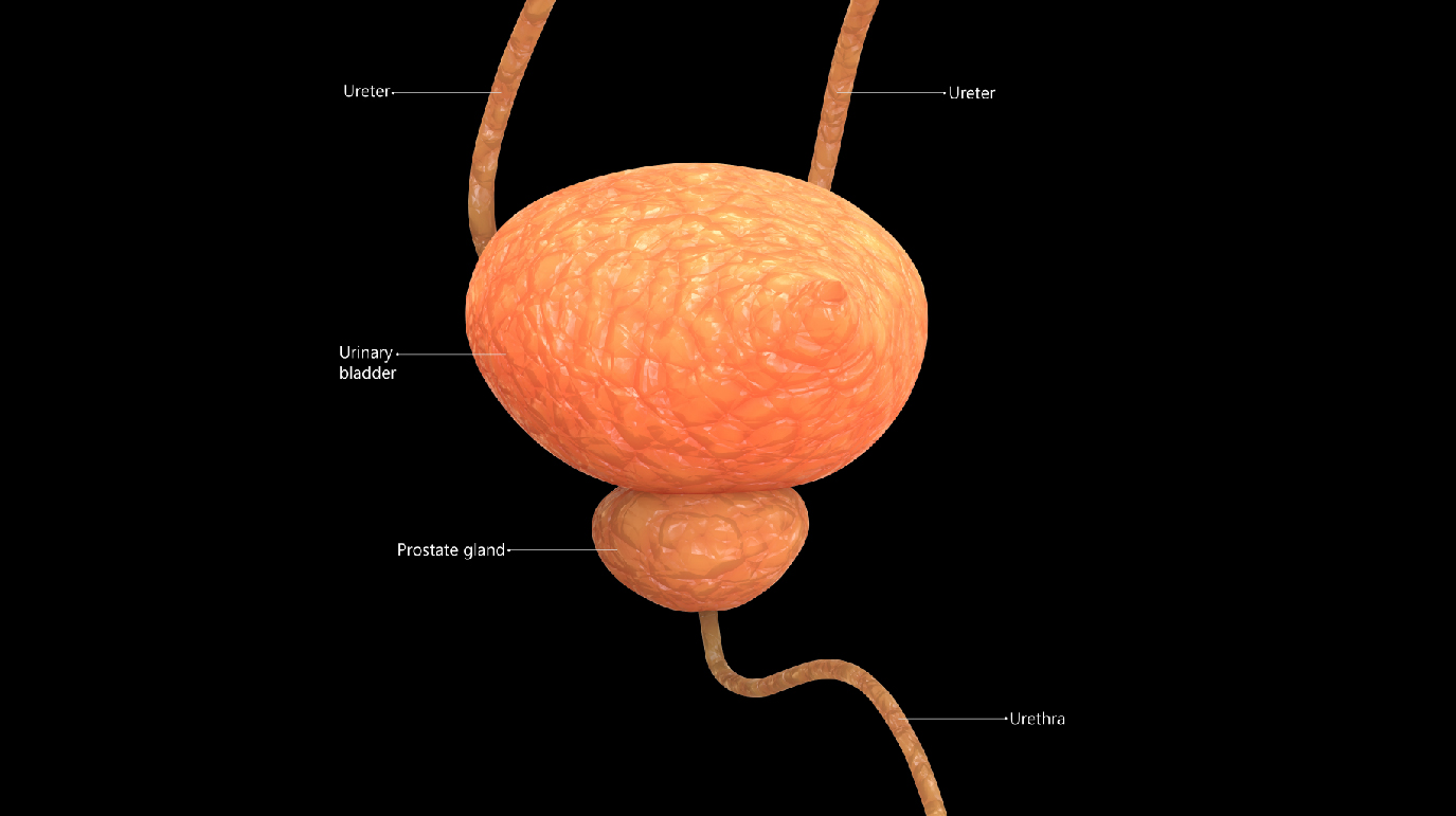 Visual representation of the urinary bladder