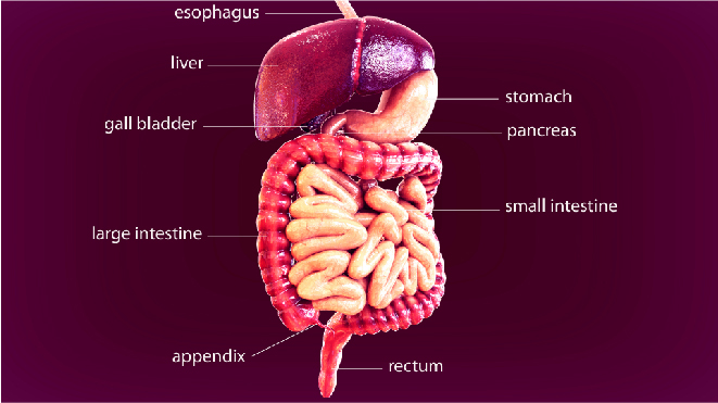 Visual representation of a human with information of the digestive system