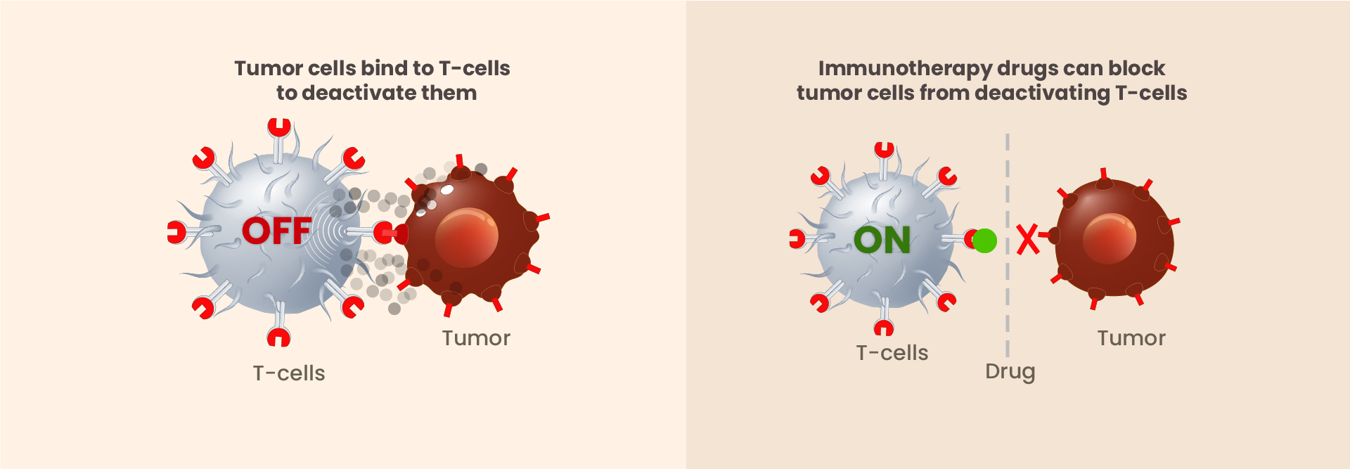 Immunotherapy drugs block tumour cells from deactivating T-cells